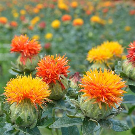 SAFFLOWER –Carthamus tinctorius .